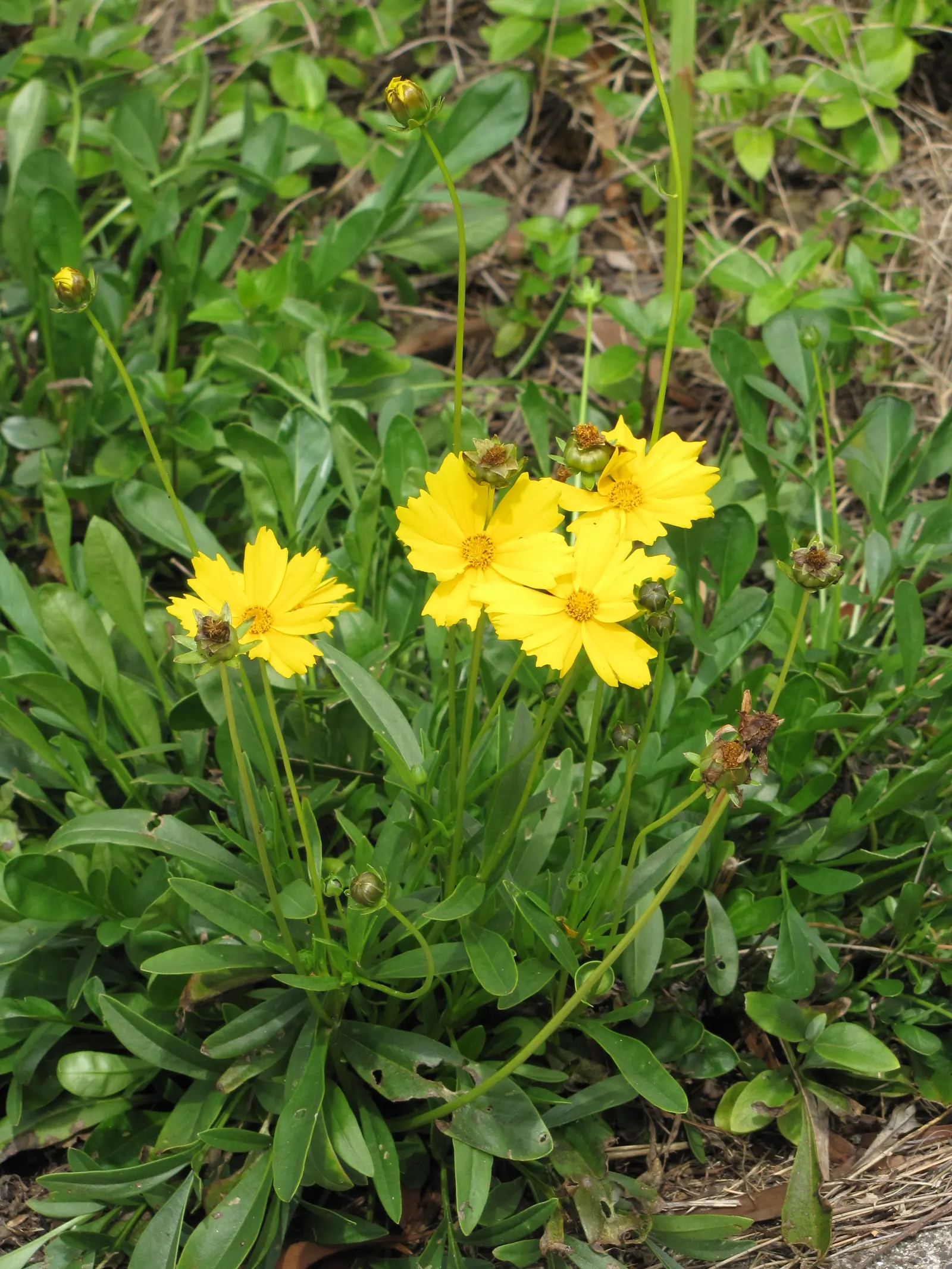 Lance Coreopsis (Coreopsis Lanceolata) — is a resilient and vibrant perennial that brings a splash of color to any garden with minimal maintenance