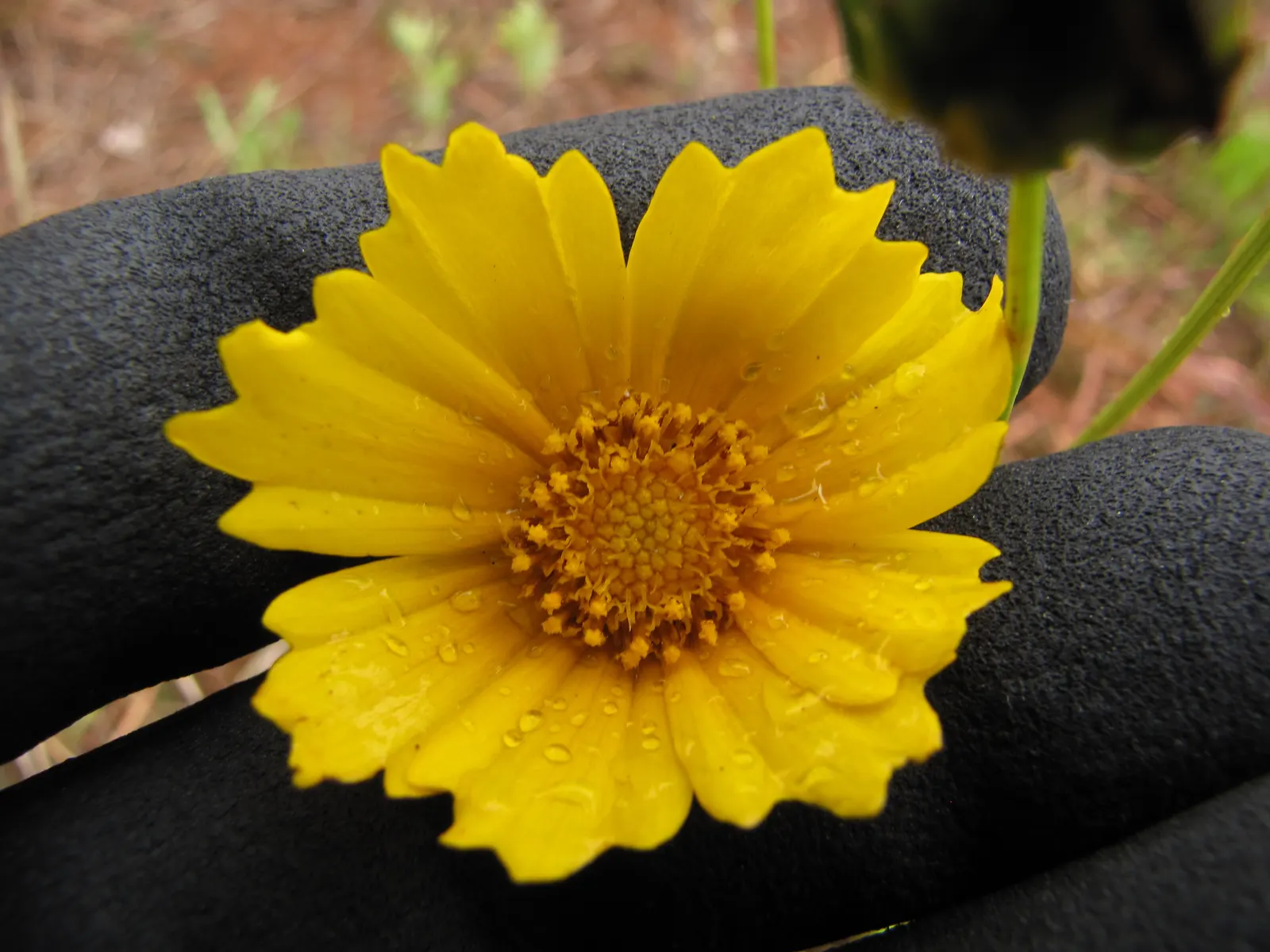 Lance Coreopsis (Coreopsis Lanceolata) — toothed lanceolate leaf structure; with blossoms reaching about 1 to 2 inches in diameter on stems that can grow