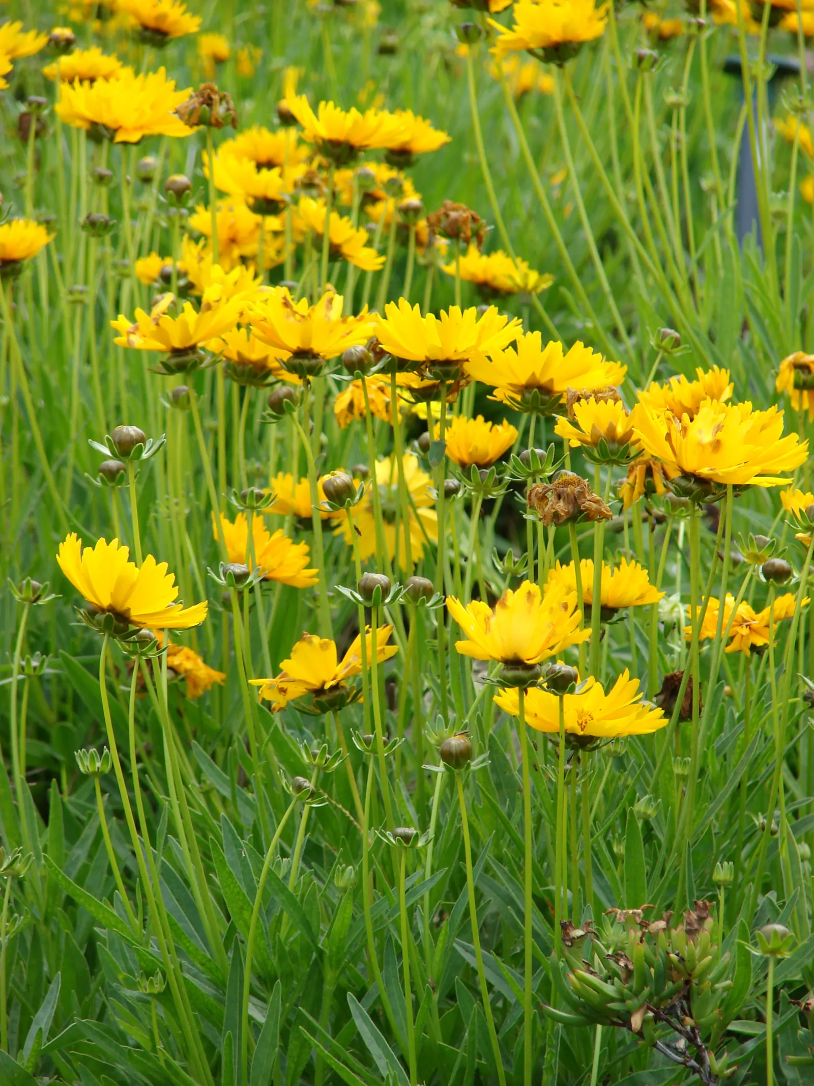 Lance Coreopsis (Coreopsis Lanceolata) — is a resilient and vibrant perennial that brings a splash of color to any garden with minimal maintenance; lance