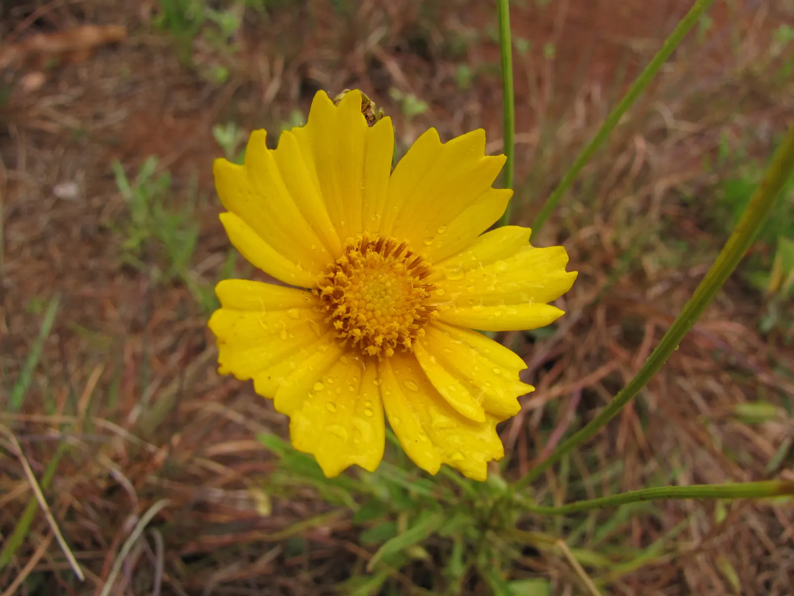 Lance Coreopsis (Coreopsis Lanceolata) — commonly referred to as Lance Coreopsis or Lanceleaf Tickseed