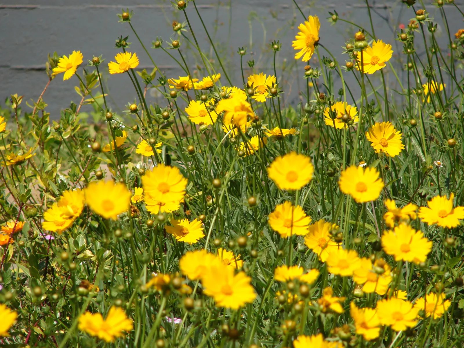 Lance Coreopsis (Coreopsis Lanceolata) — this species requires minimal watering; its lance-shaped leaves attract pollinators, adding vibrancy to gardens