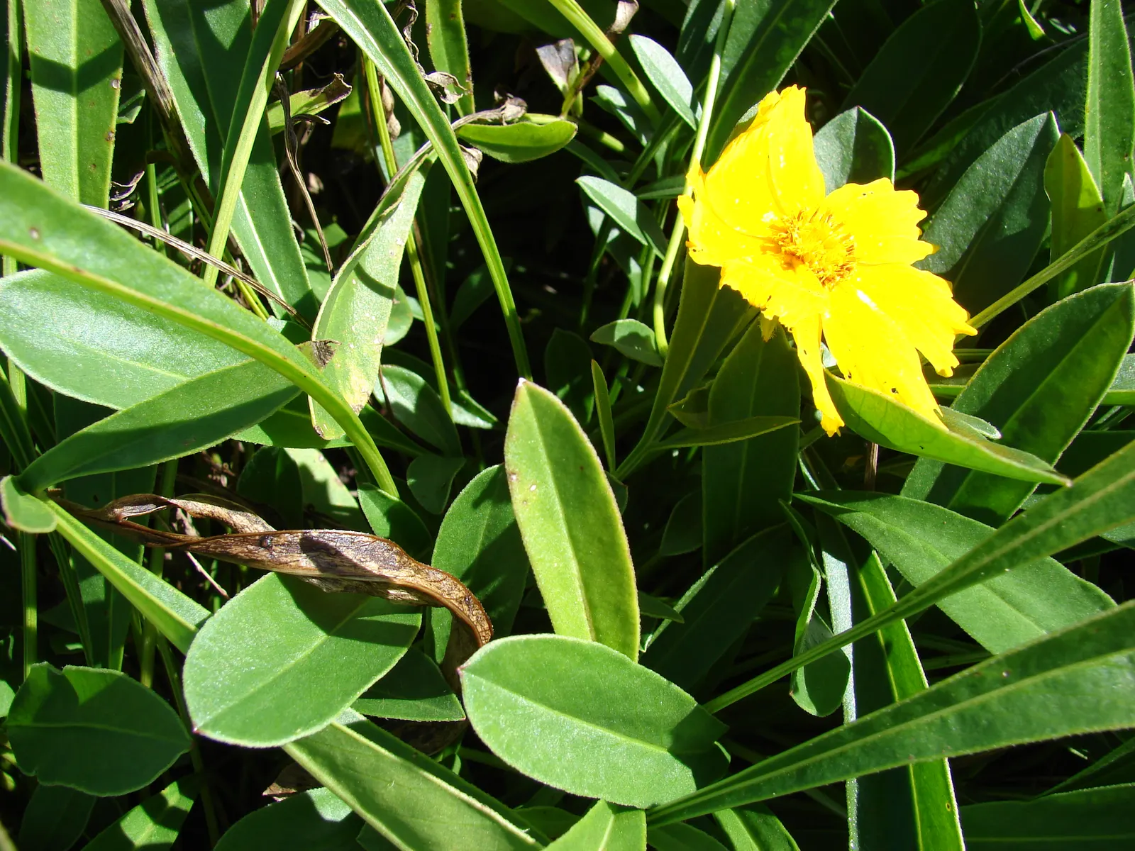 Lance Coreopsis (Coreopsis Lanceolata) — Prefers full sun and well-draining soil, blooming from May to July; lance Coreopsis is an excellent, image 59