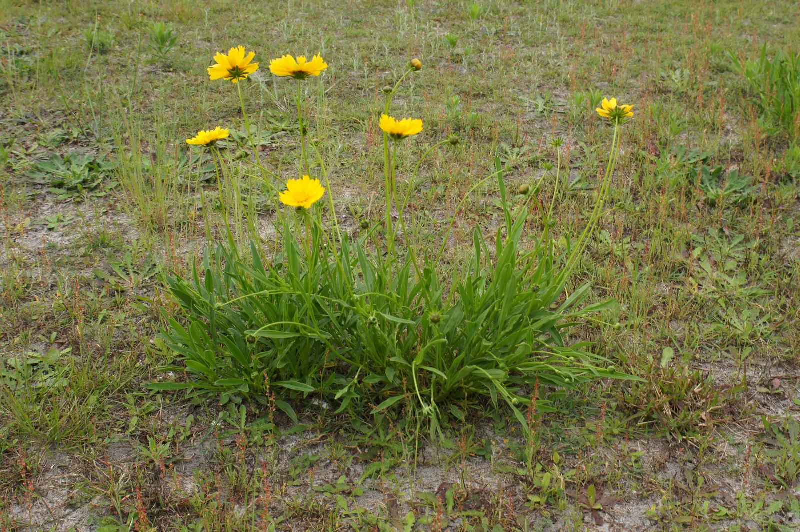 Lance Coreopsis (Coreopsis Lanceolata) — yellow flowers in the garden