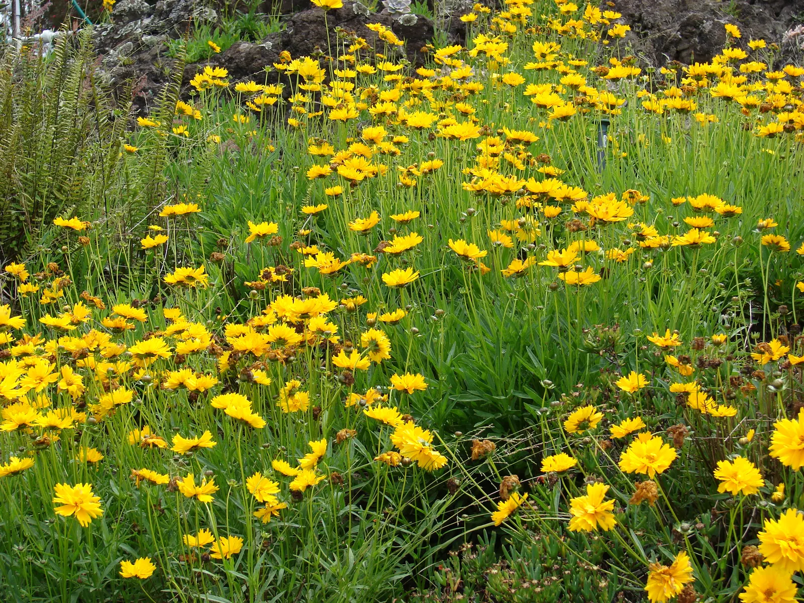 Lance Coreopsis (Coreopsis Lanceolata) — Coreopsis lanceolata enriches any landscape with its sunny blooms; its lance-shaped leaves attract pollinators, adding