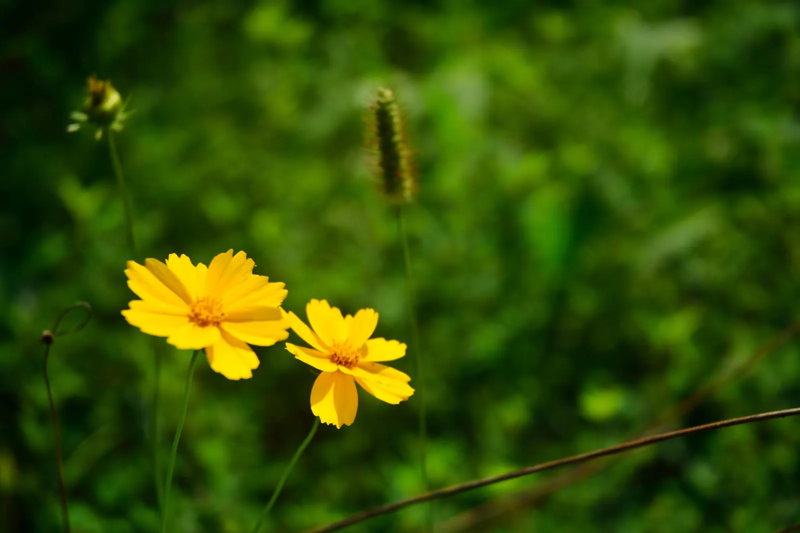 Lance Coreopsis (Coreopsis Lanceolata) — Coreopsis lanceolata, or Lanceleaf Coreopsis, is an herbaceous perennial with sunny yellow flowers