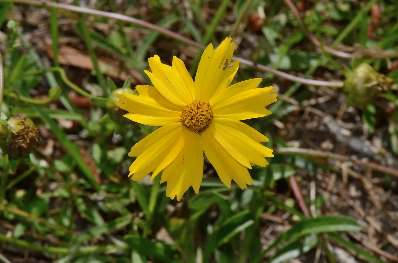 Lance Coreopsis (Coreopsis Lanceolata) — plant in groups or mass plantings spaced about 1 foot to 18 inches apart