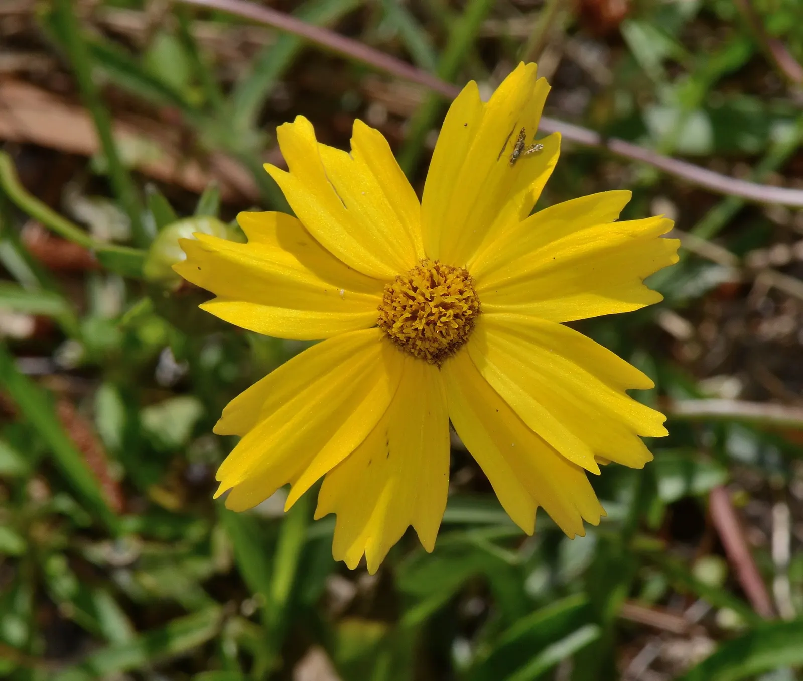 Lance Coreopsis (Coreopsis Lanceolata) — Coreopsis lanceolata, or Lanceleaf Coreopsis, is an herbaceous perennial with sunny yellow flowers; its lance-shaped