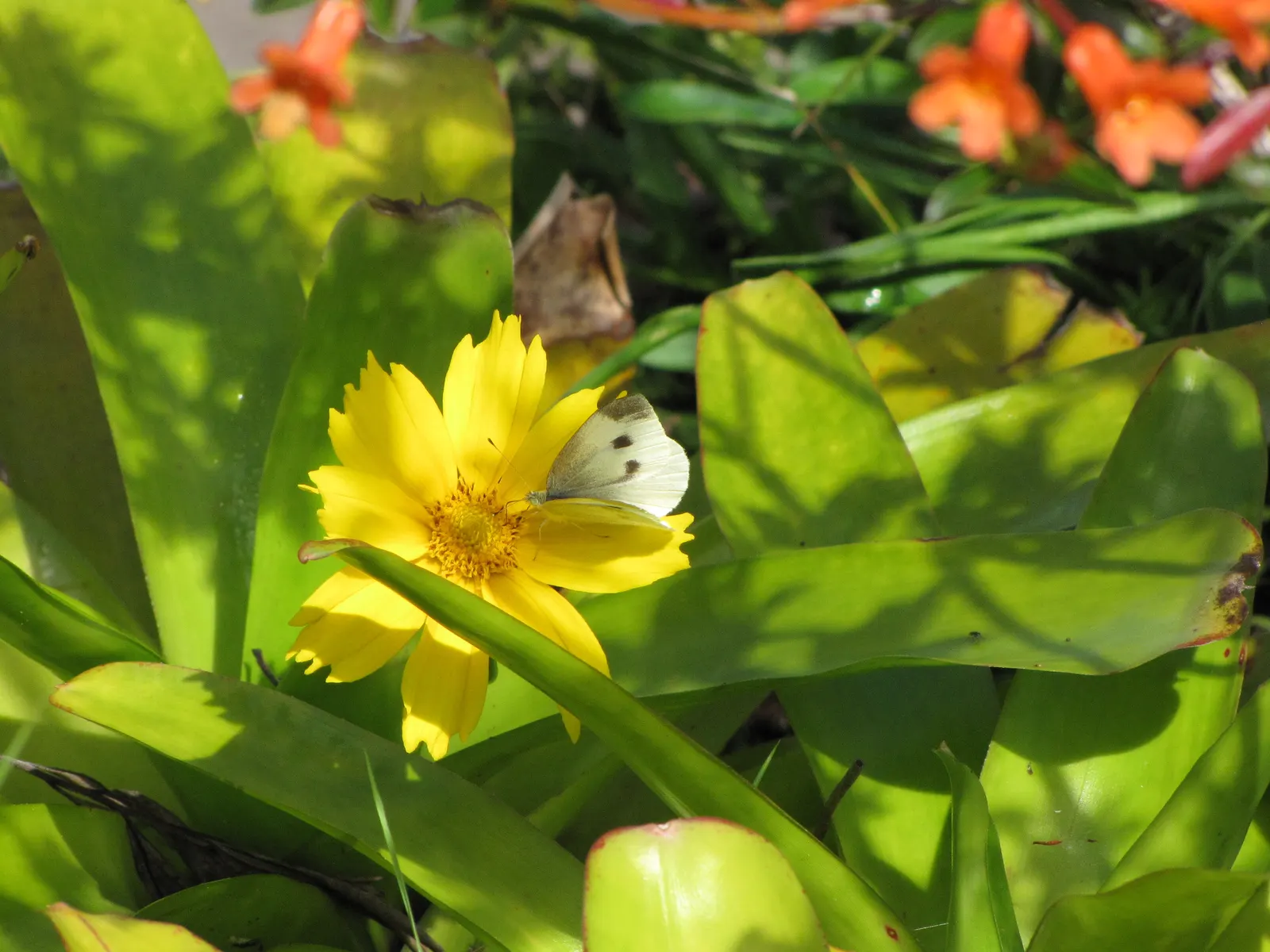 Lance Coreopsis (Coreopsis Lanceolata) — ranging from sandy to loamy but prefers well-drained soils; lance Coreopsis is an excellent attractor of pollinators