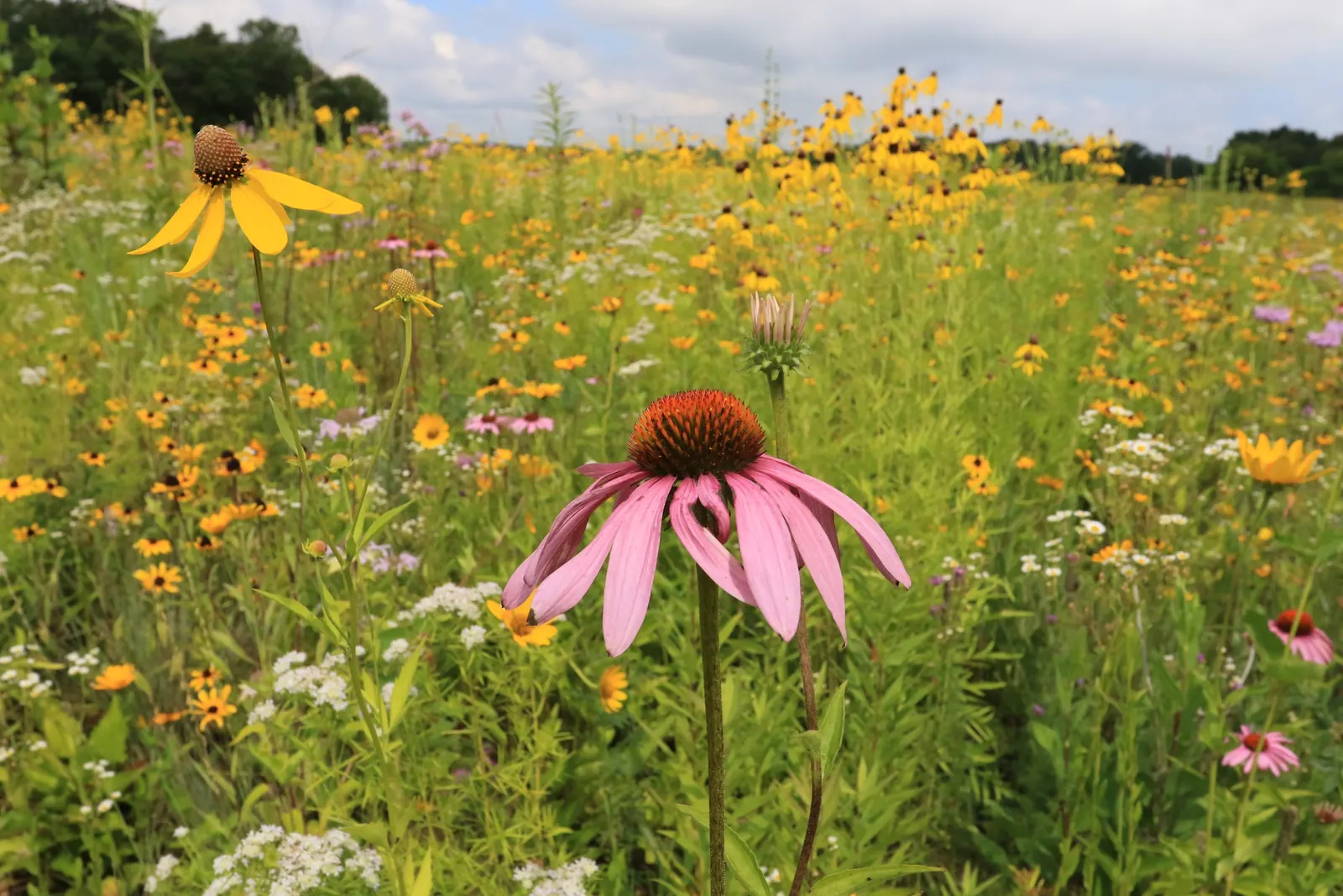 Lance Coreopsis (Coreopsis Lanceolata) — enhancing the ecological value of your garden