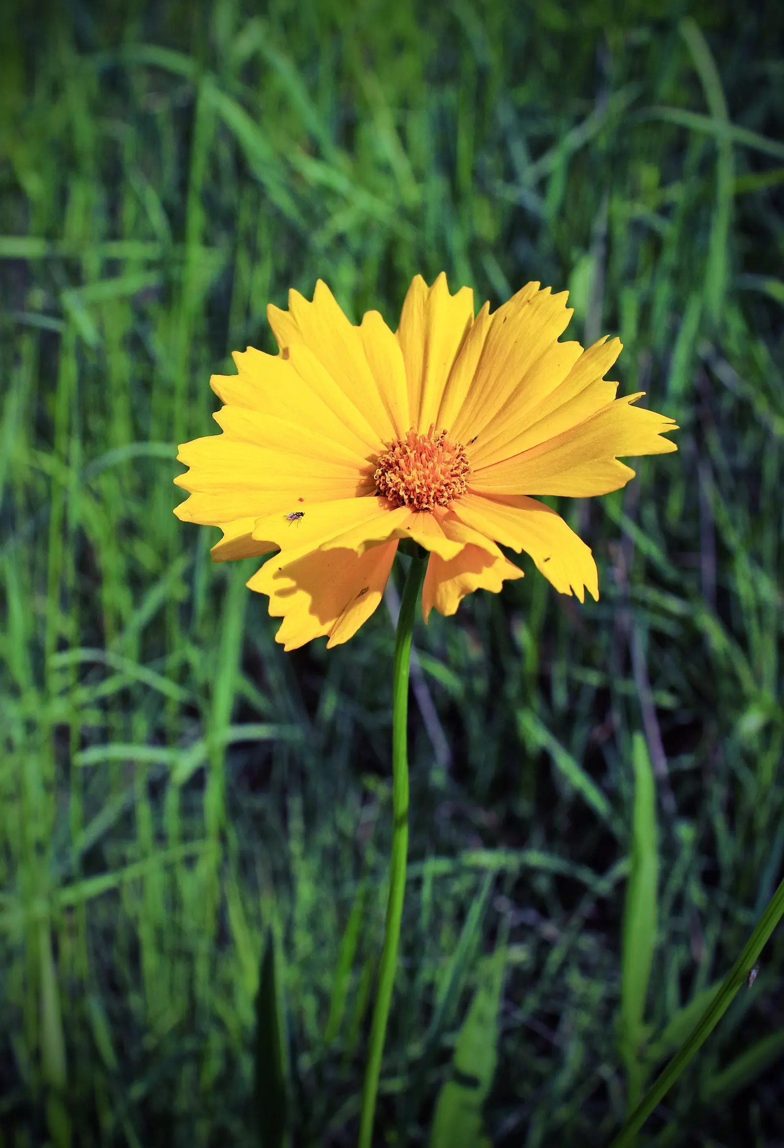 Lance Coreopsis (Coreopsis Lanceolata) — this species requires minimal watering