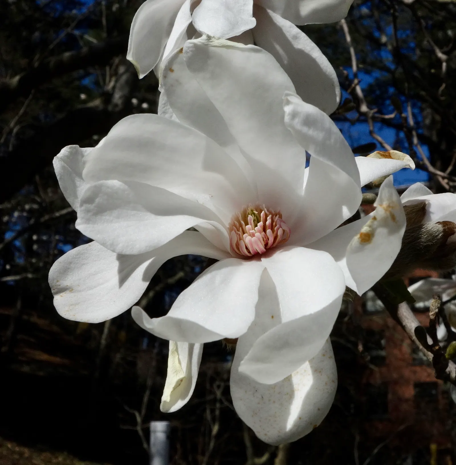 Loebner Magnolia (Magnolia X Loebneri) — and is moderately drought-tolerant once established; offering some flexibility in placement.<br><br>The, image 50
