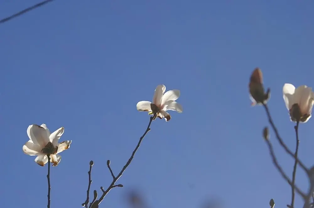 Loebner Magnolia (Magnolia X Loebneri) — requiring minimal pruning; turning golden-yellow in the fall