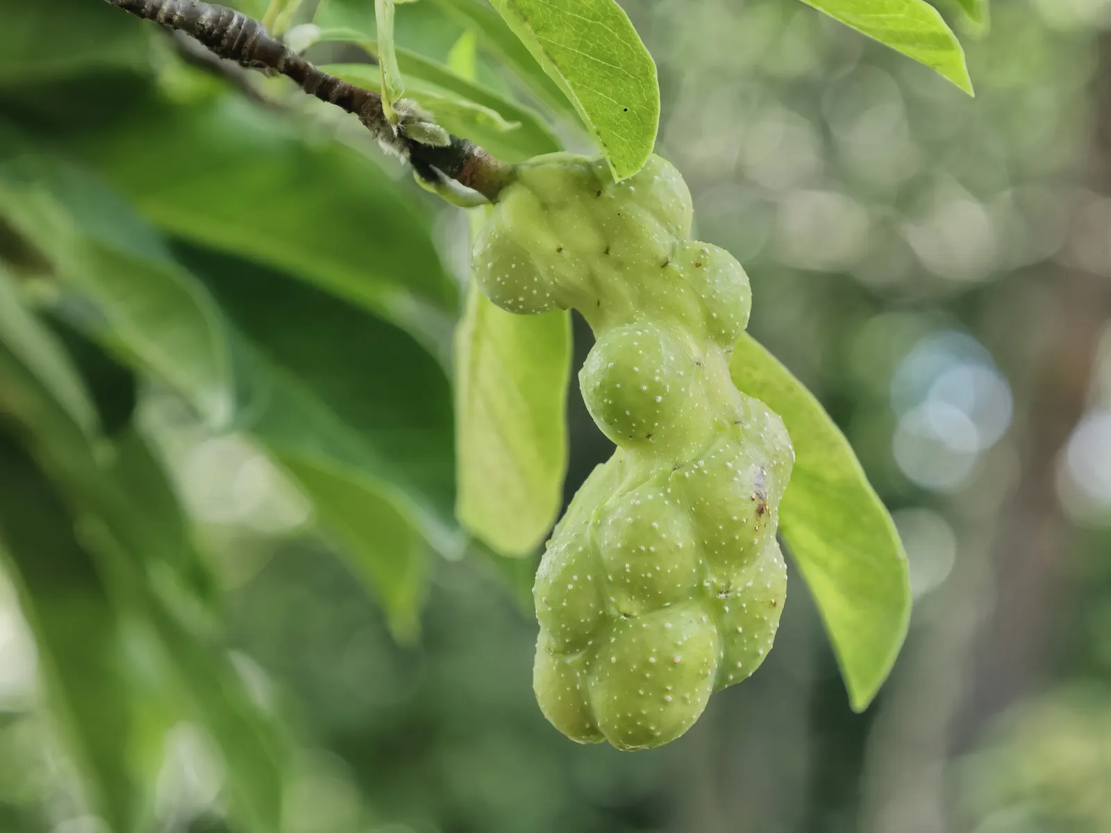 Loebner Magnolia (Magnolia X Loebneri) — Hardy in USDA zones 5 to 9; ideal for specimen or group plantings, image 58