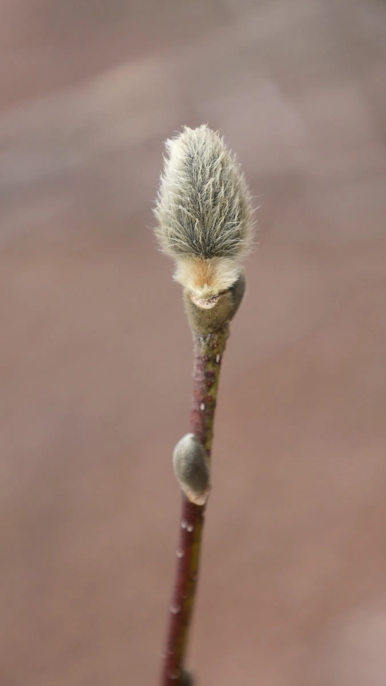 Loebner Magnolia (Magnolia X Loebneri) — offering some flexibility in placement.<br><br>The Loebner Magnolia is relatively low-maintenance