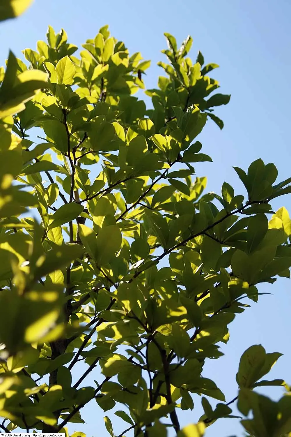 Loebner Magnolia (Magnolia X Loebneri) — Hardy in USDA zones 5 to 9; ideal for specimen or group plantings
