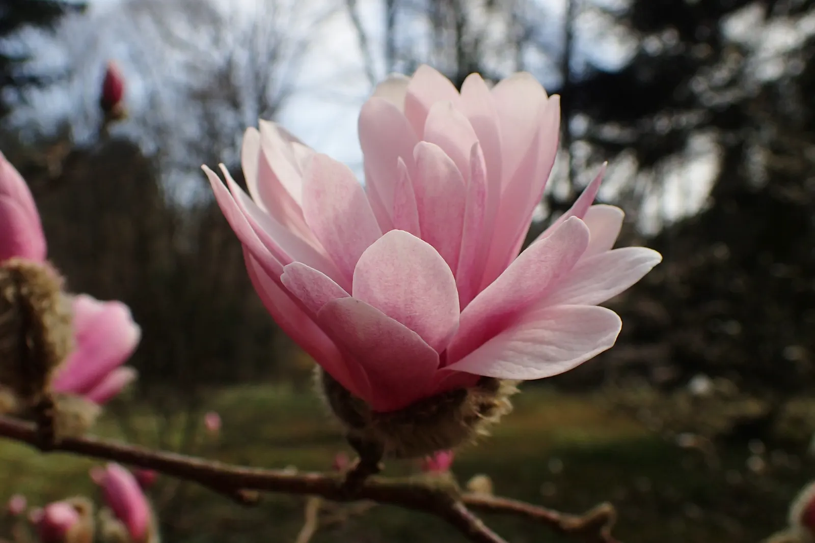 Loebner Magnolia (Magnolia X Loebneri) — radiating from a flush center to create blooms that span up to 4 inches across; starry blossoms in early, image 55