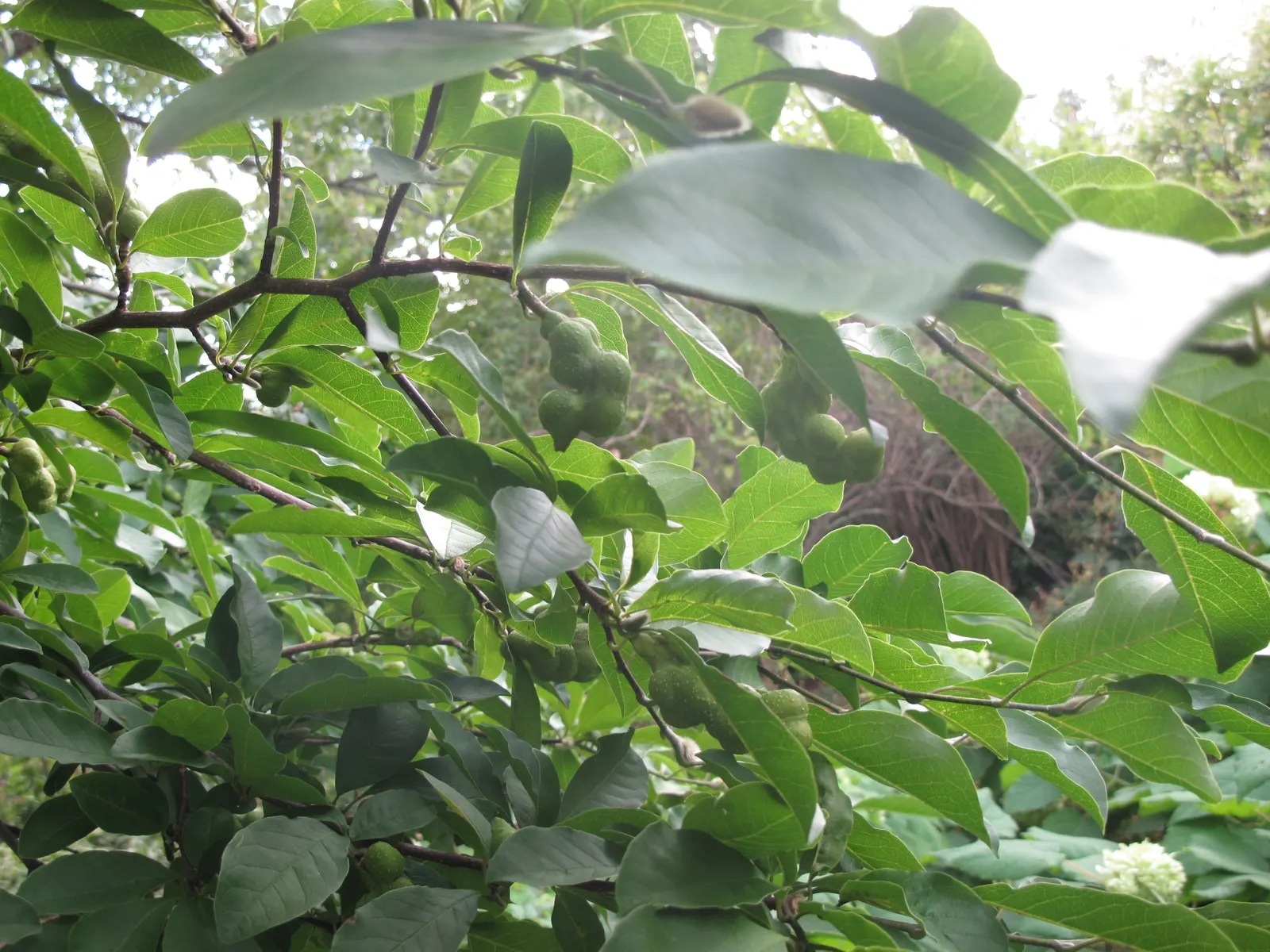 Loebner Magnolia (Magnolia X Loebneri) — white flowers in the garden