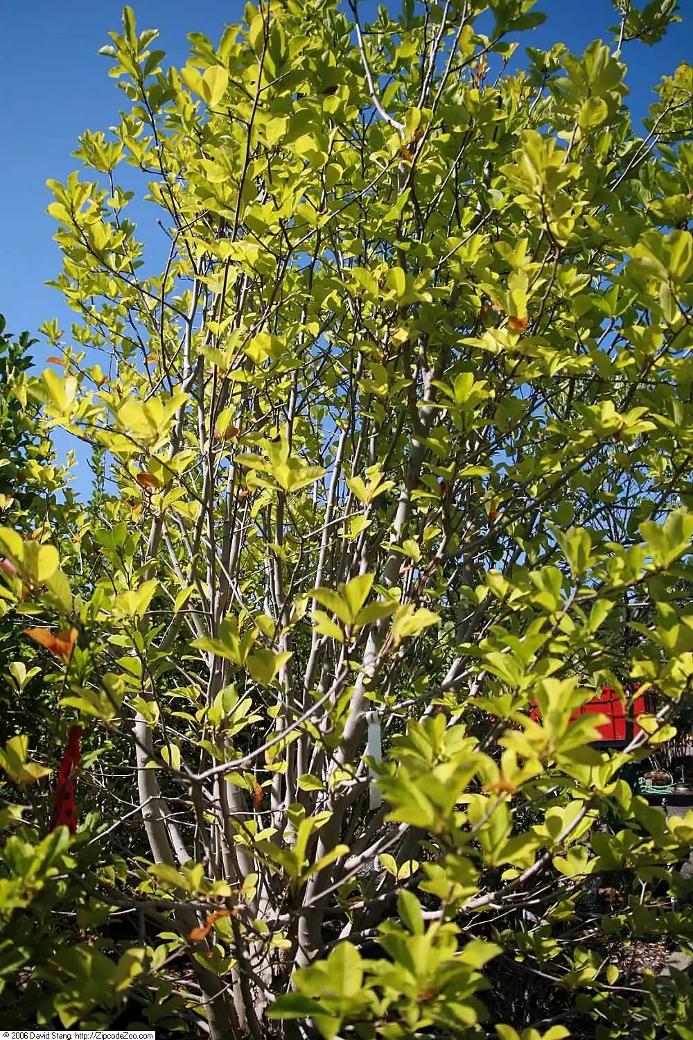 Loebner Magnolia (Magnolia X Loebneri) — white flowers in the garden; this magnolia thrives in full sun to part shade in zones 5-9