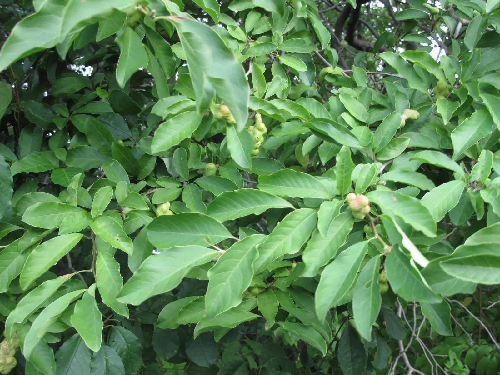 Loebner Magnolia (Magnolia X Loebneri) — Noted for its early spring blooms; requiring minimal pruning