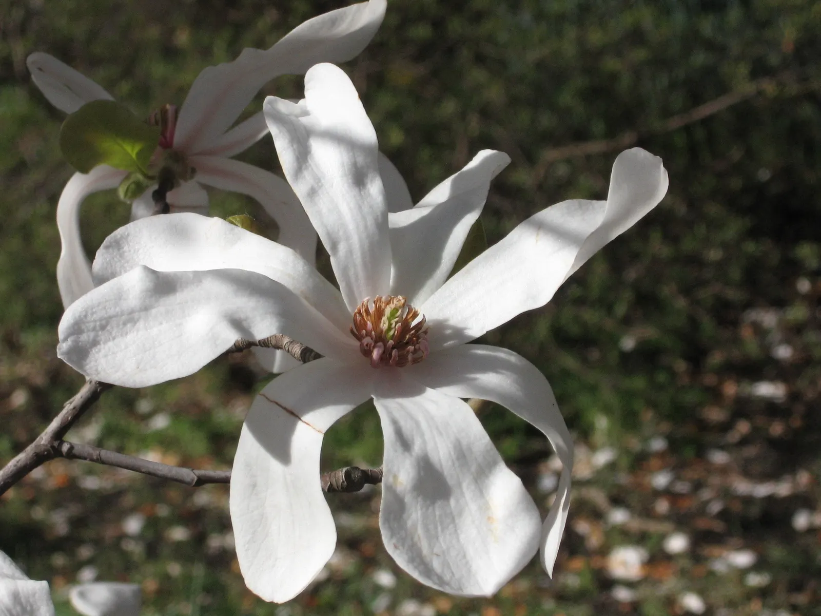 Loebner Magnolia (Magnolia X Loebneri) — and thrives under full sun to partial shade conditions