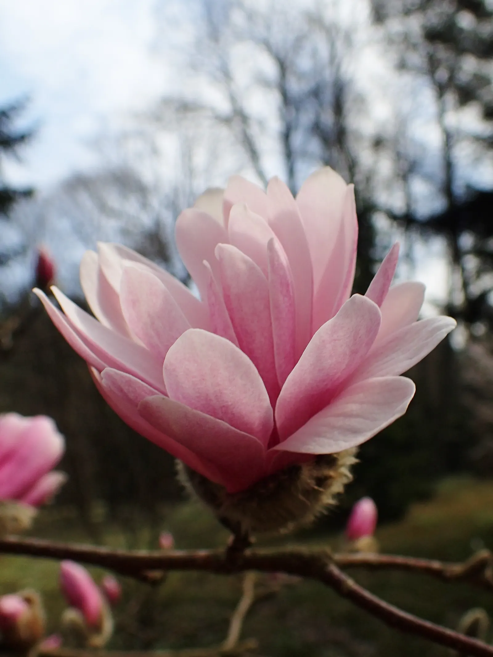 Loebner Magnolia (Magnolia X Loebneri) — Ideal for specimen or group plantings