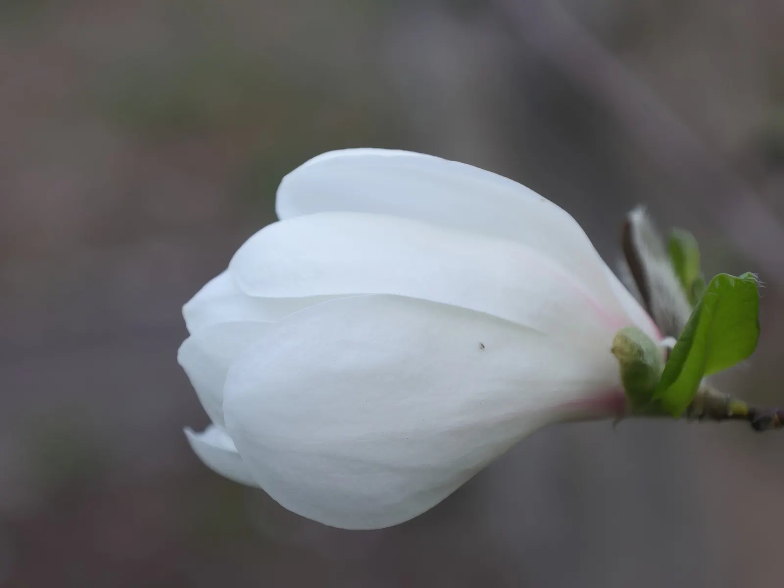 Loebner Magnolia (Magnolia X Loebneri) — This magnolia thrives in full sun to part shade in zones 5-9; unfurling to reveal white petals, image 49