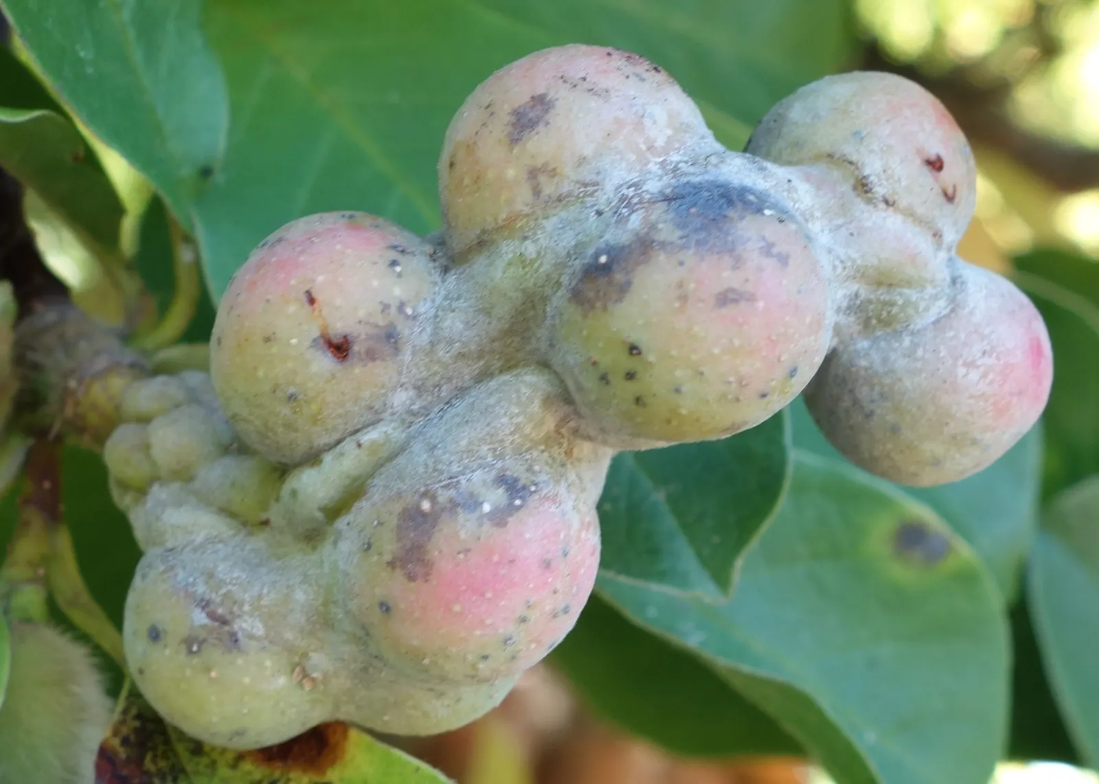 Loebner Magnolia (Magnolia X Loebneri) — it showcases star-shaped flowers up to 4 inches across in shades of white and pink; noted for its early, image 48