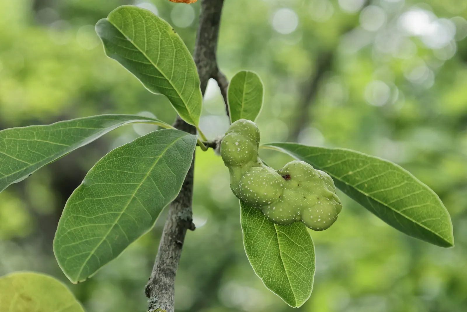Loebner Magnolia (Magnolia X Loebneri) — this magnolia prefers well-drained; hardy in USDA zones 5 to 9