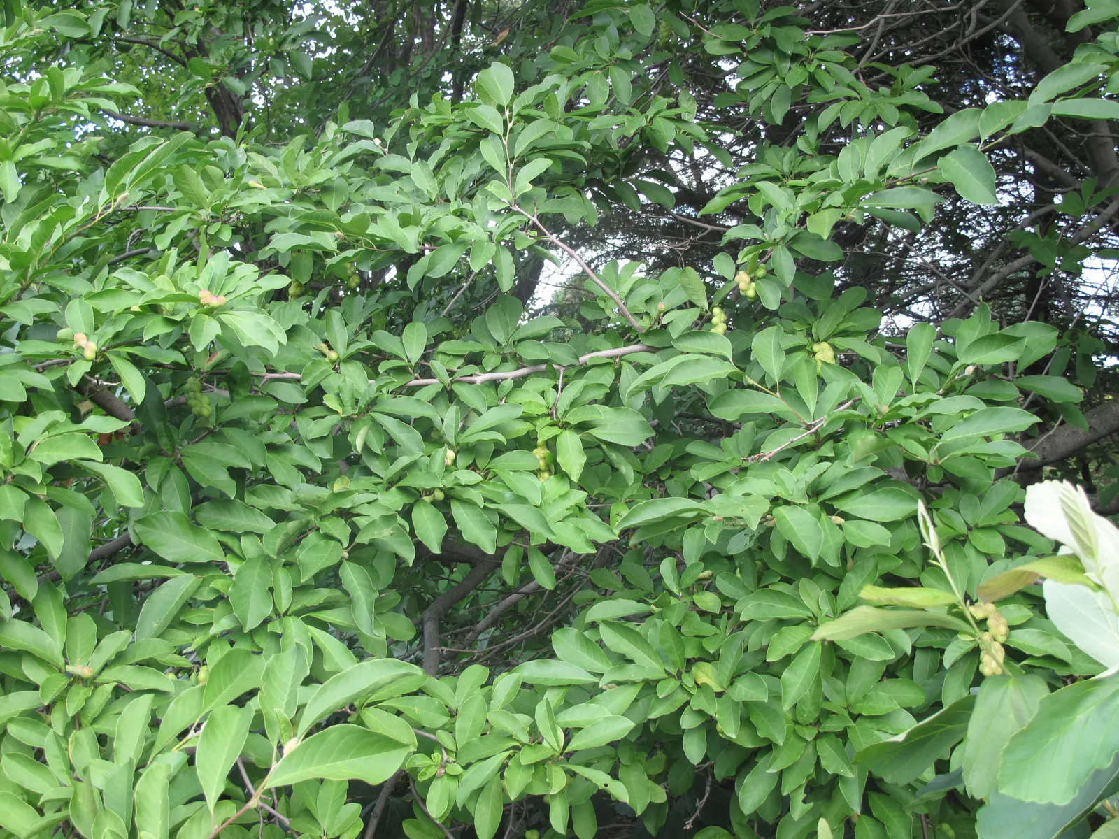 Loebner Magnolia (Magnolia X Loebneri) — radiating from a flush center to create blooms that span up to 4 inches across