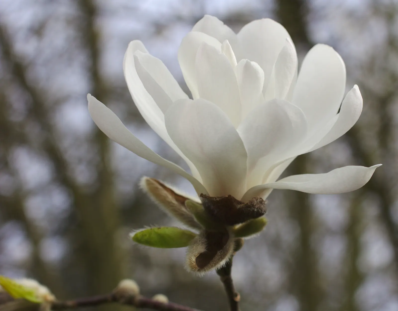 Loebner Magnolia (Magnolia X Loebneri) — starry blossoms in early to mid-spring; the flower buds are tantalizingly tinged pink