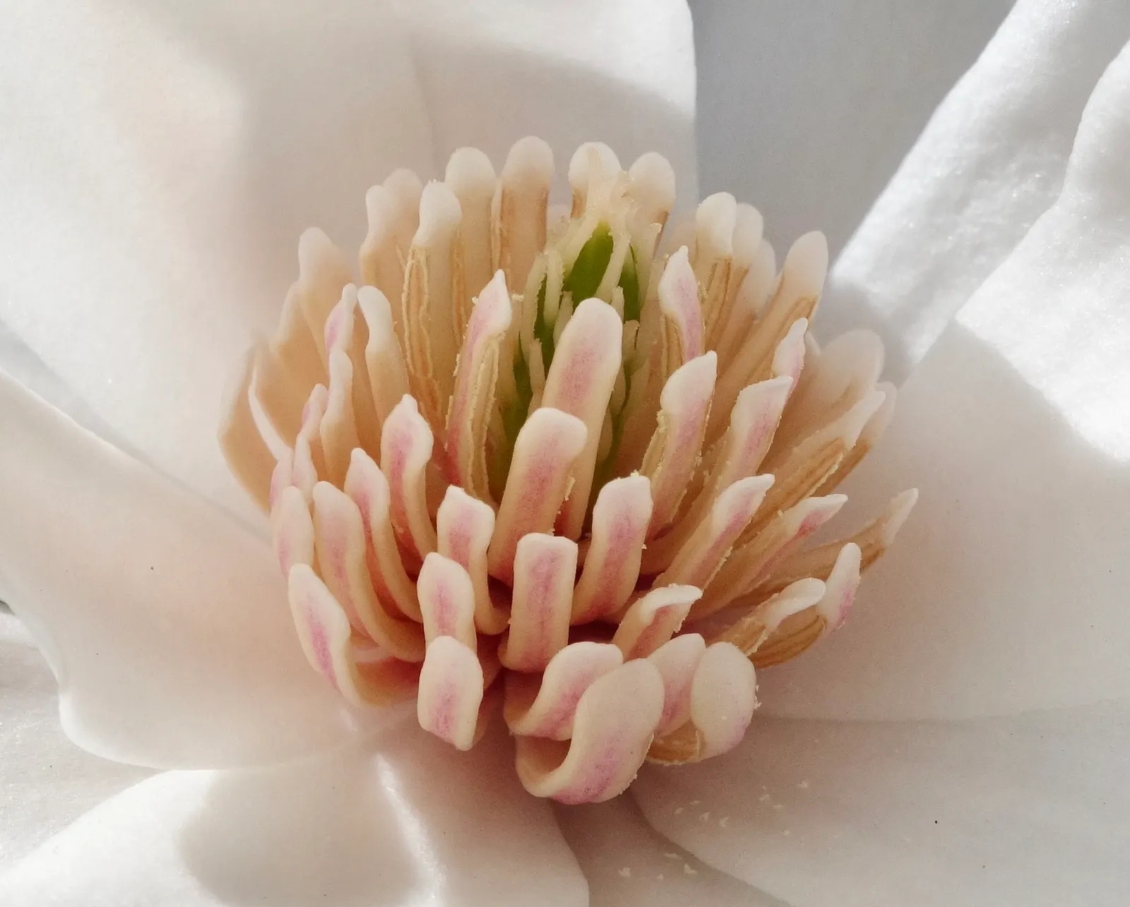 Loebner Magnolia (Magnolia X Loebneri) — shrub / tree with white blooms; with leaves reaching 3 to 6 inches in length