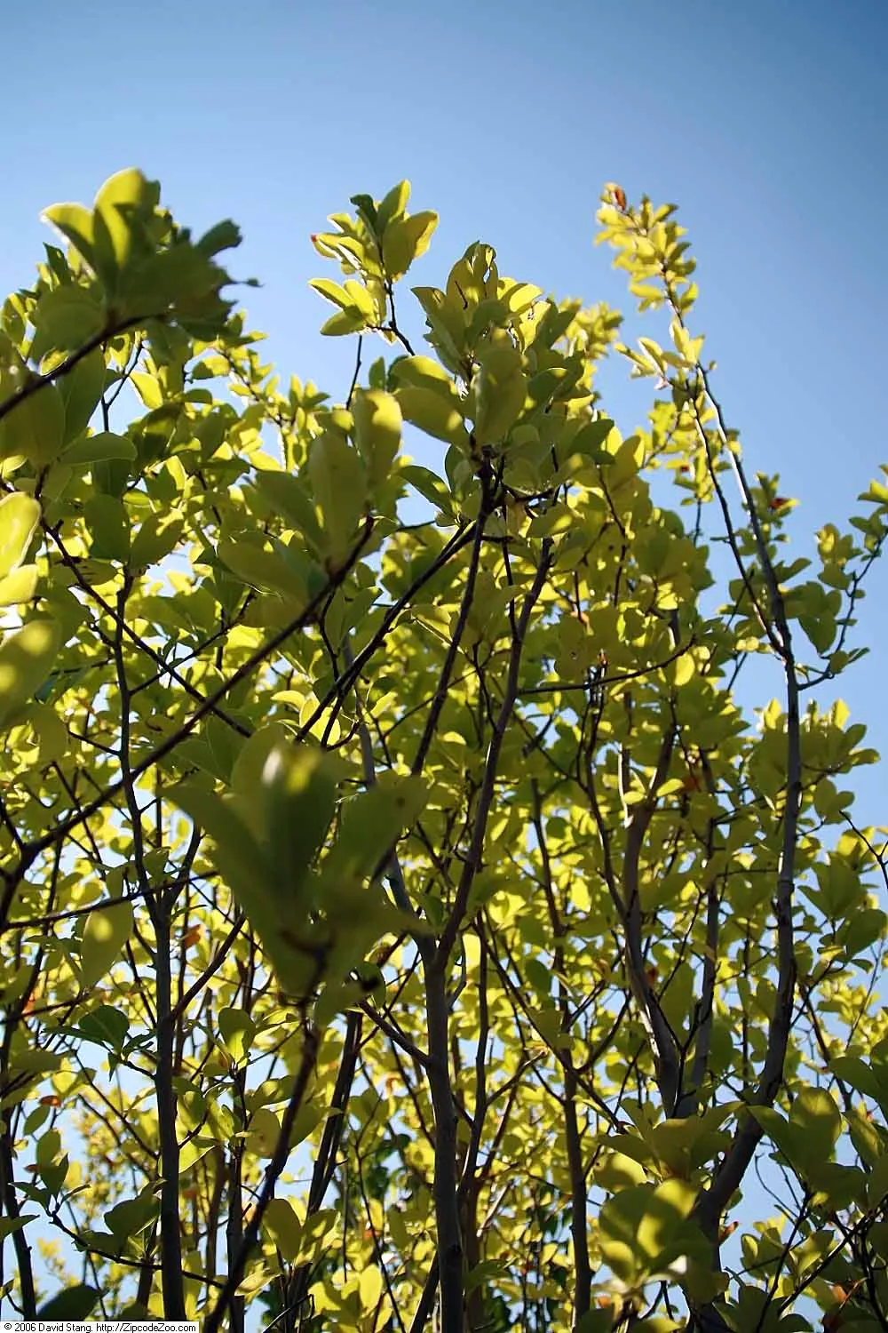 Loebner Magnolia (Magnolia X Loebneri) — The flower buds are tantalizingly tinged pink; and thrives under full sun to partial shade conditions, image 53