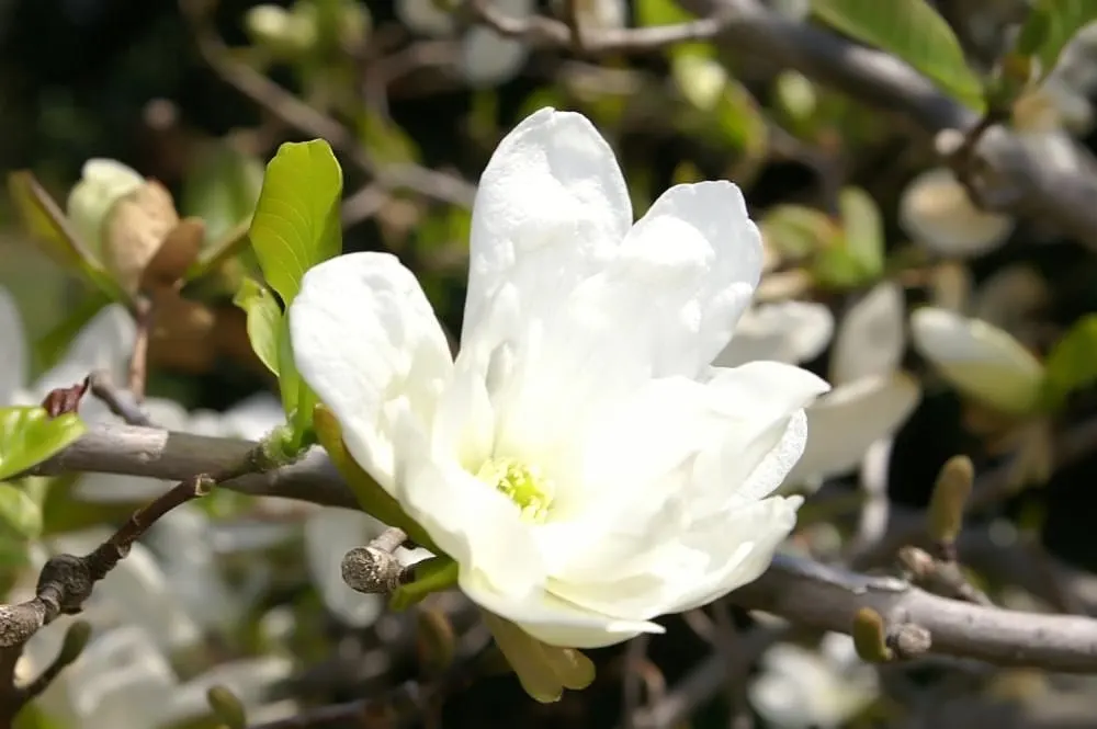 Loebner Magnolia (Magnolia X Loebneri) — turning golden-yellow in the fall; shrub / tree for full or half or shade, image 57