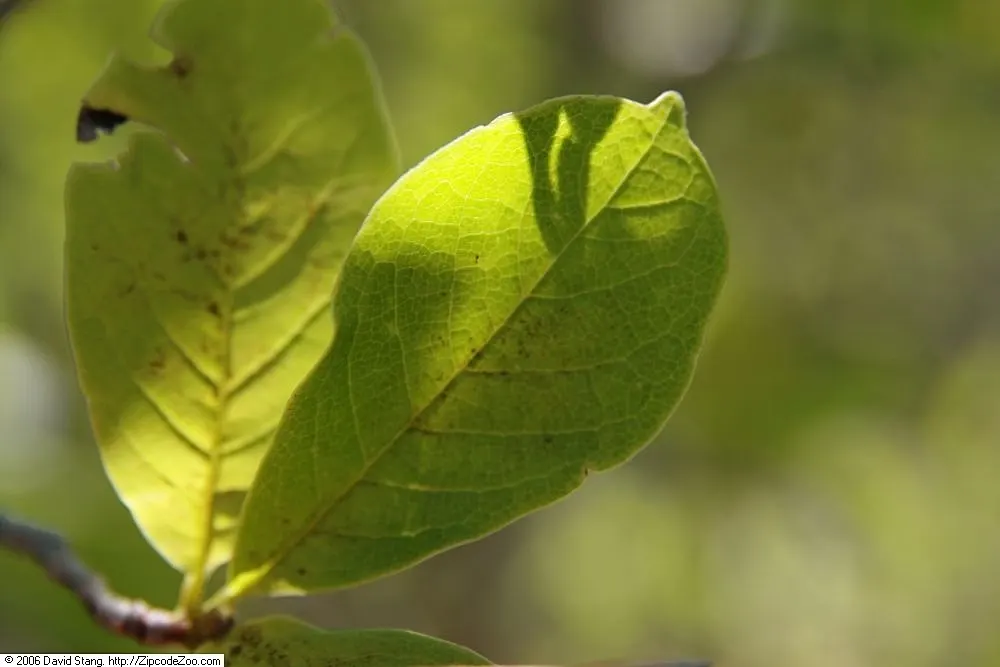 Loebner Magnolia (Magnolia X Loebneri) — with leaves reaching 3 to 6 inches in length; this magnolia prefers well-drained