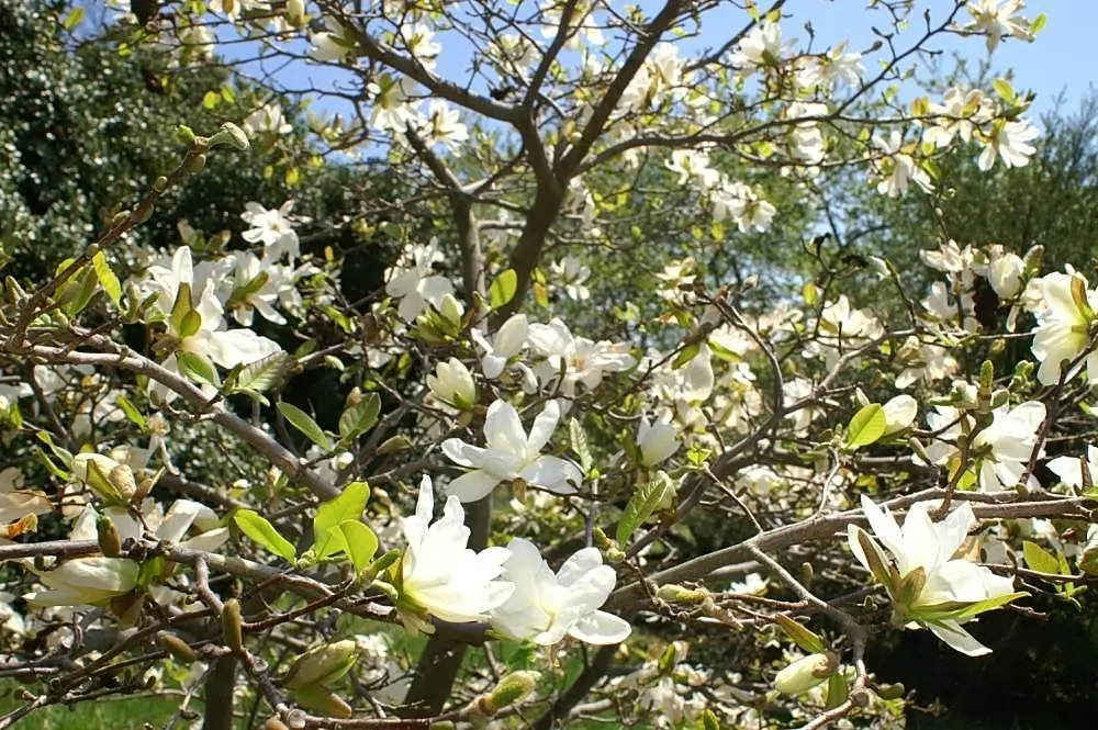 Loebner Magnolia (Magnolia X Loebneri) — it showcases star-shaped flowers up to 4 inches across in shades of white and pink