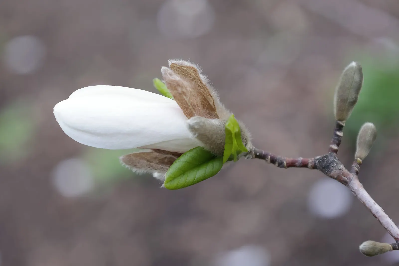 Loebner Magnolia (Magnolia X Loebneri) — reaching 20-30 ft in height and 20-35 ft in width; radiating from a flush center to create blooms that, image 46