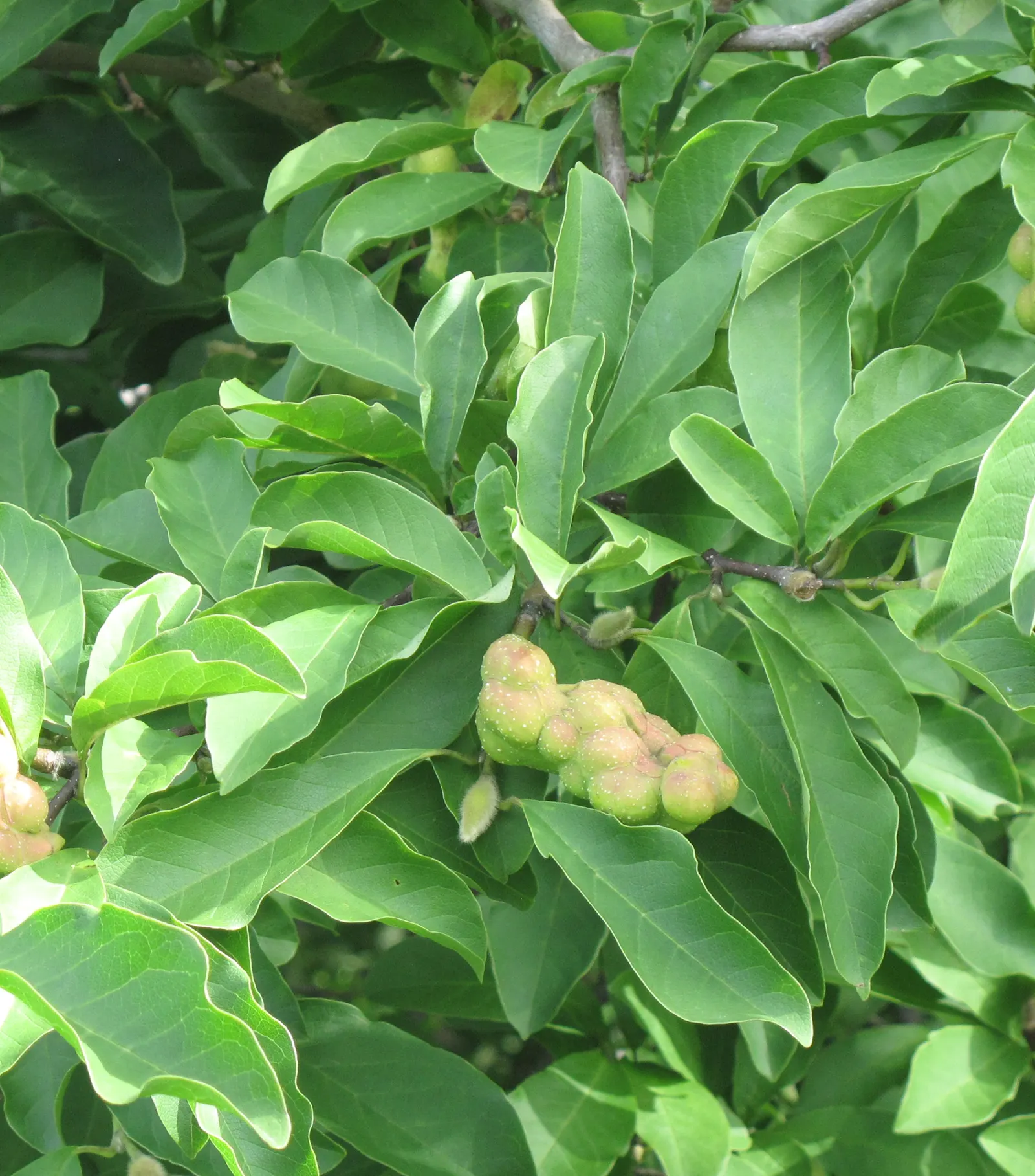 Loebner Magnolia (Magnolia X Loebneri) — reaching 20-30 ft in height and 20-35 ft in width