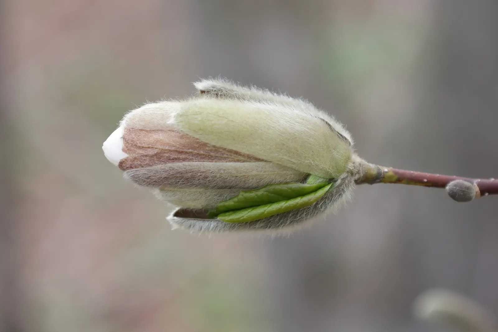 Loebner Magnolia (Magnolia X Loebneri) — Ideal for specimen or group plantings; reaching 20-30 ft in height and 20-35 ft in width