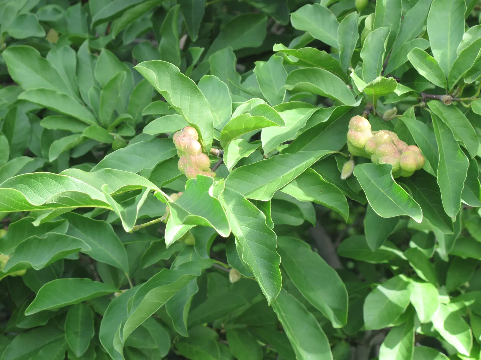 Loebner Magnolia (Magnolia X Loebneri) — radiating from a flush center to create blooms that span up to 4 inches across; starry blossoms in early to mid-spring