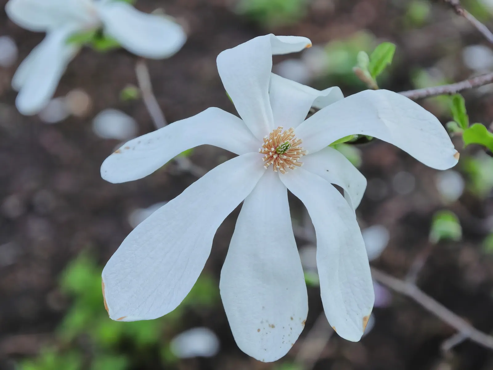Loebner Magnolia (Magnolia X Loebneri) — and thrives under full sun to partial shade conditions; shrub / tree with white blooms, image 60