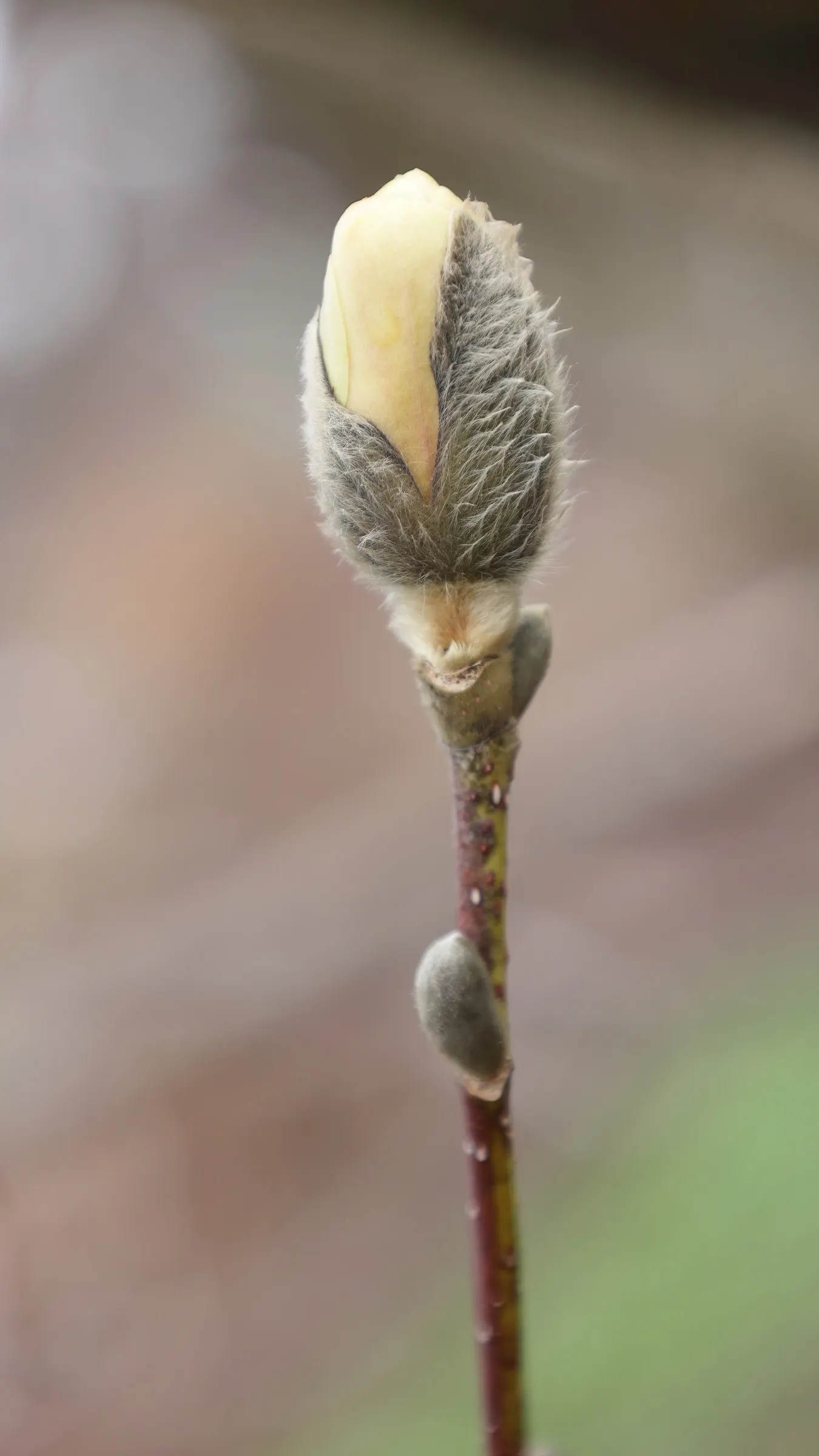Loebner Magnolia (Magnolia X Loebneri) — this magnolia prefers well-drained