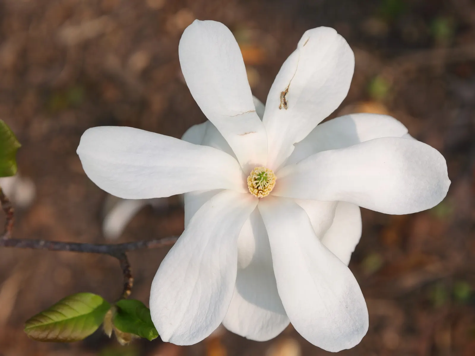 Loebner Magnolia (Magnolia X Loebneri) — and thrives under full sun to partial shade conditions; shrub / tree with white blooms