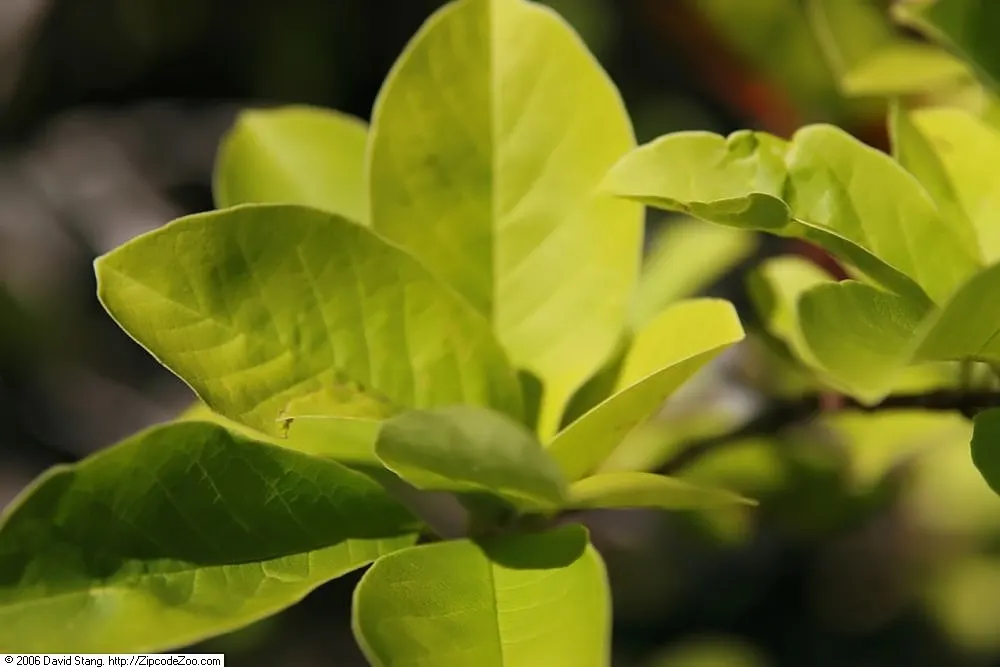 Loebner Magnolia (Magnolia X Loebneri) — and is moderately drought-tolerant once established