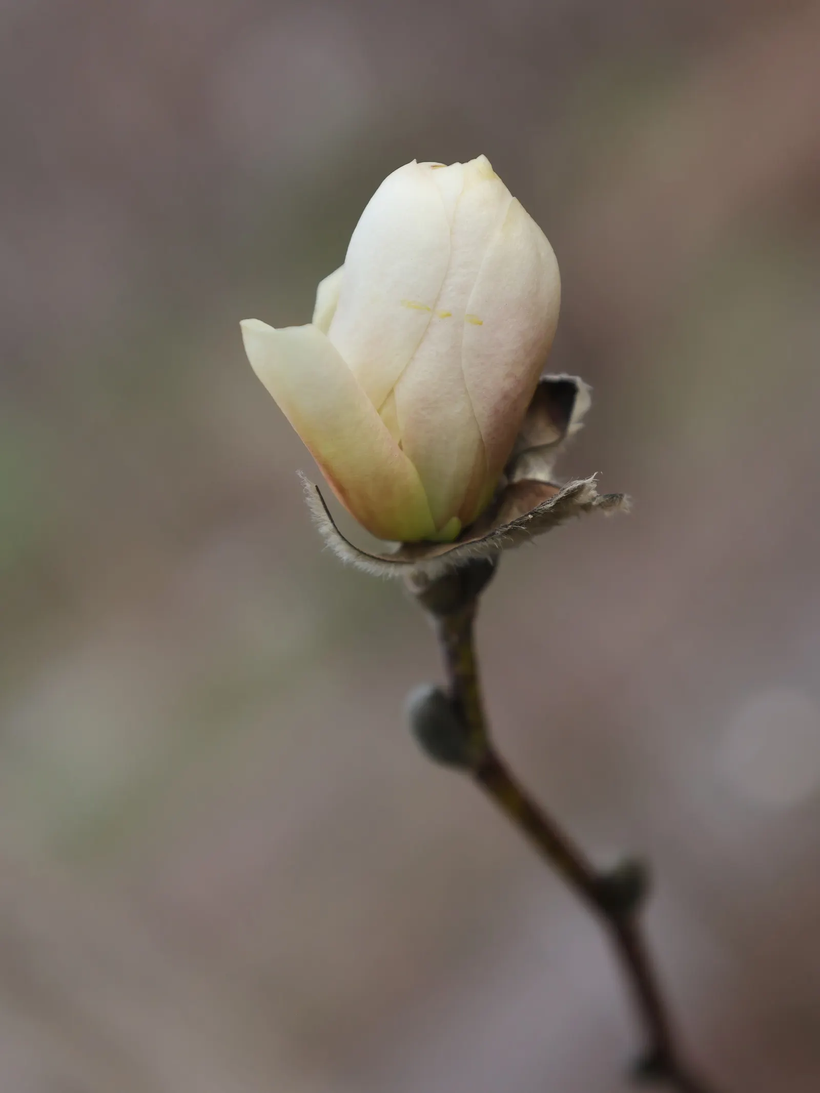 Loebner Magnolia (Magnolia X Loebneri) — Ideal for specimen or group plantings; reaching 20-30 ft in height and 20-35 ft in width, image 51