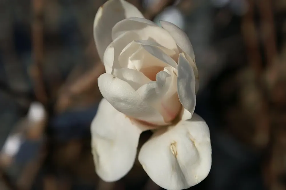 Loebner Magnolia (Magnolia X Loebneri) — It resists most pests and diseases, making it a robust addition to any temperate garden landscape