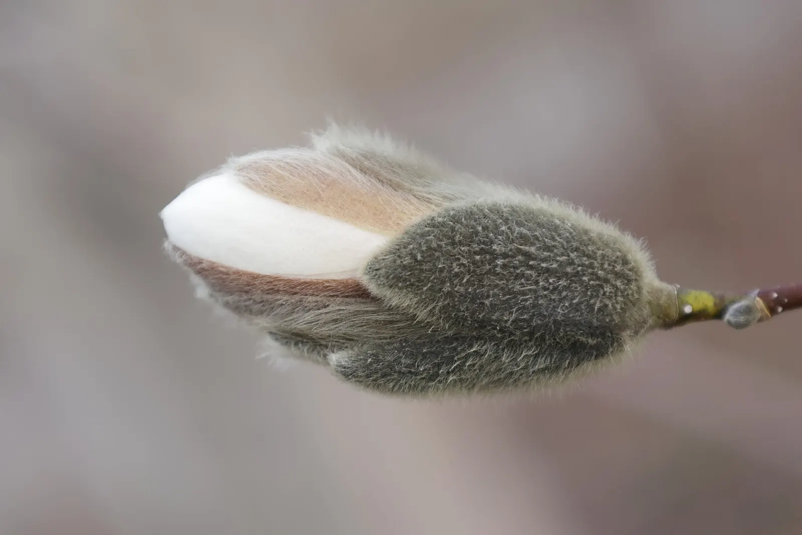Loebner Magnolia (Magnolia X Loebneri) — This magnolia thrives in full sun to part shade in zones 5-9