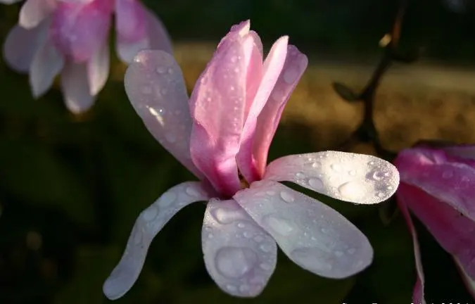 Loebner Magnolia (Magnolia X Loebneri) — Loebner Magnolia (Magnolia x loebneri) is a deciduous hybrid with an elegant