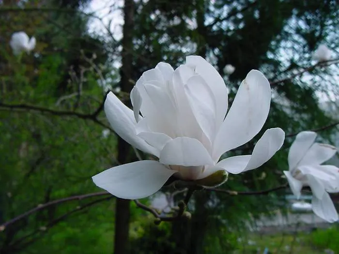 Loebner Magnolia (Magnolia X Loebneri) — The flower buds are tantalizingly tinged pink; and thrives under full sun to partial shade conditions