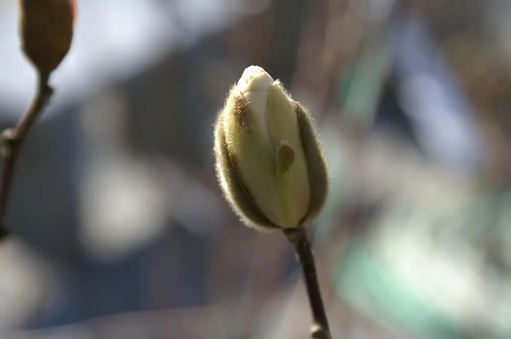 Loebner Magnolia (Magnolia X Loebneri) — shrub / tree with white blooms
