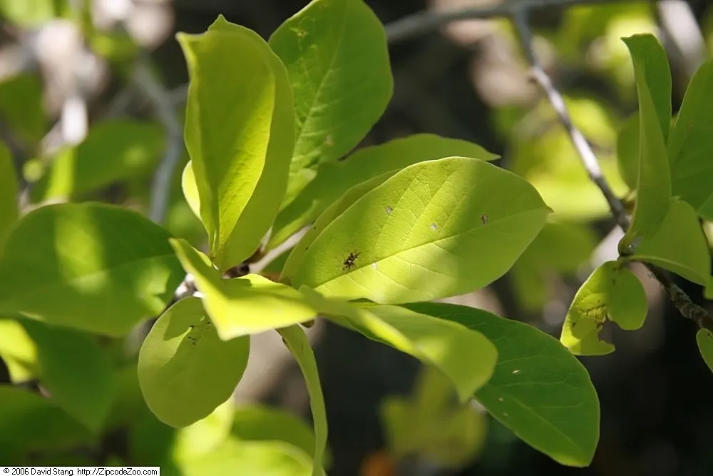 Loebner Magnolia (Magnolia X Loebneri) — unfurling to reveal white petals
